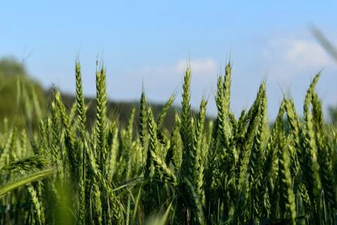 Ripe spikes Stock Photos