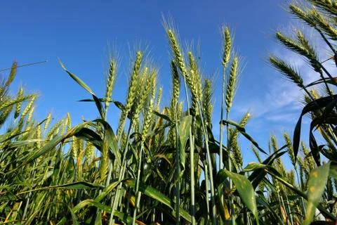 Ripe spikes Stock Photos