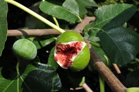 Ripe, split fig 스톡 사진