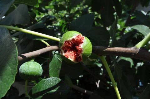 Ripe, split fig 스톡 사진
