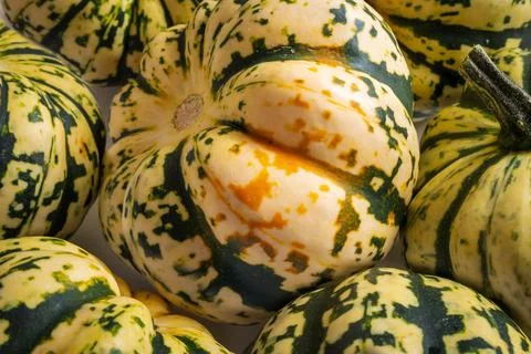 Ripe squash pumpkins background closeup Stockfoto's