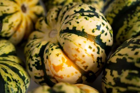Ripe squash pumpkins background closeup Photos