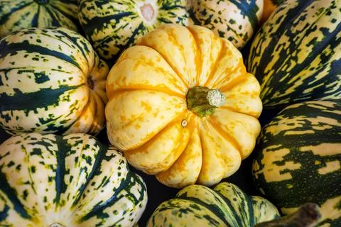 Ripe squash pumpkins background closeup Stock-Fotos