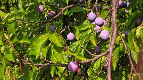 Ripe Stanley Plums Growing on Tree Branches in Sunlit Orchard Stock Photos