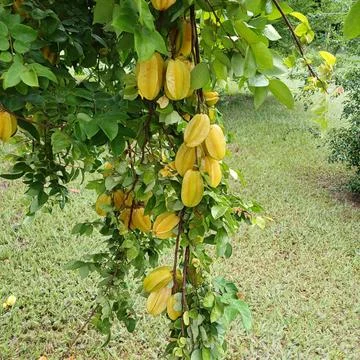 Ripe star fruit on the tree Foto stock
