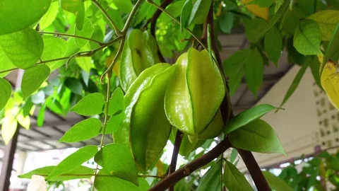 Ripe starfruit that is still on the tree Stock Footage 300986310