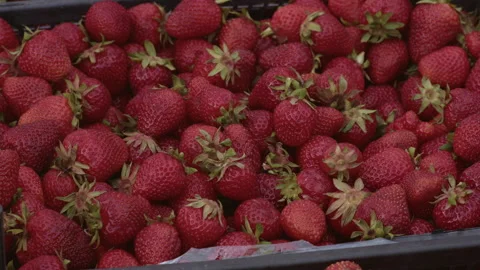 Ripe strawberries are in a box after harvesting Video stock 337121120