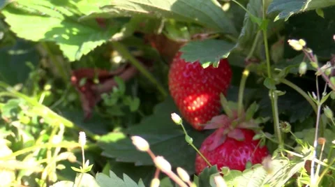 Ripe strawberries Stock Footage 53400938