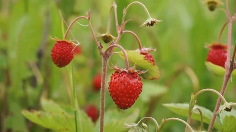 Ripe strawberries in the grass Stock Footage 106527911