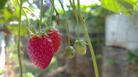 Ripe Strawberries Hanging on a Vine Stock Footage 290107096