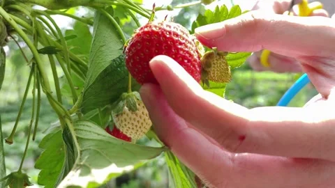 Ripe Strawberries Hanging on a Vine Stock Footage 290108092