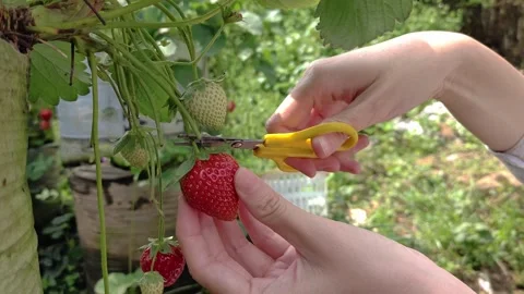 Ripe Strawberries Hanging on a Vine Stock Footage 290108295