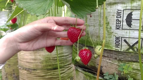 Ripe Strawberries Hanging on a Vine Stock Footage 290108594