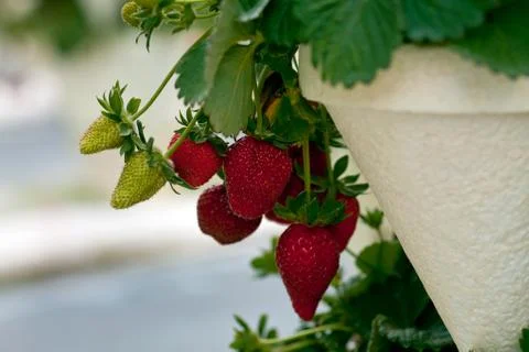 Ripe strawberries Stock Photos