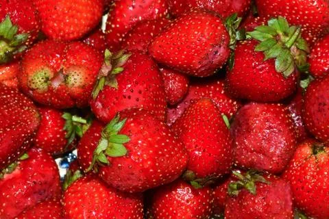 Ripe strawberries. Stock Photos