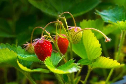 Ripe strawberries Stock Photos