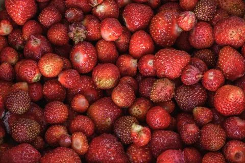 Ripe strawberry background Stock Photos