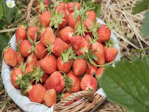 Ripe strawberry in basket on straw Stock Footage 76733882