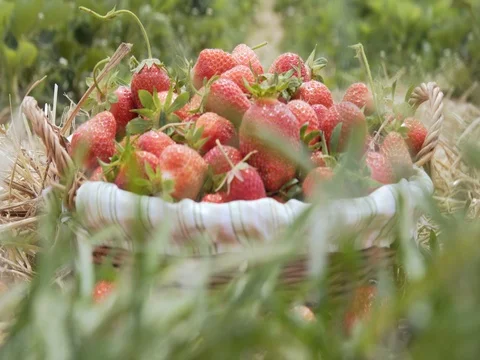 Ripe strawberry in basket on straw Stock Footage 76736315