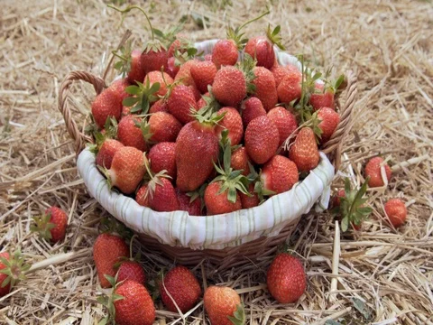 Ripe strawberry in basket on straw 動画素材 76747054