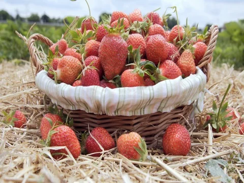 Ripe strawberry in basket on straw Stock-Footage 76748331