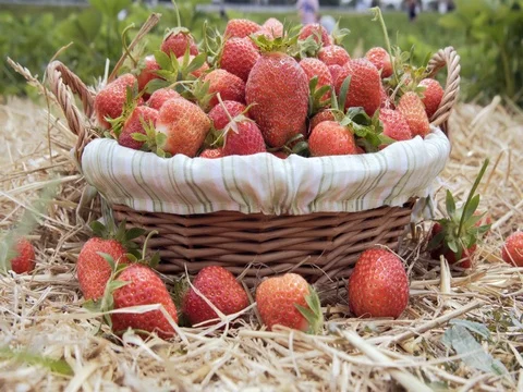 Ripe strawberry in basket on straw Stock Footage 76757989