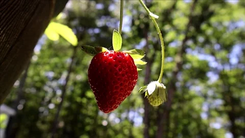 Ripe Strawberry Dangles in Sunlight Stock Footage 277095297