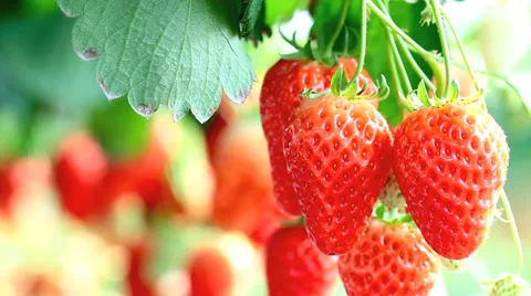 Ripe strawberry. Stock Footage 36411876