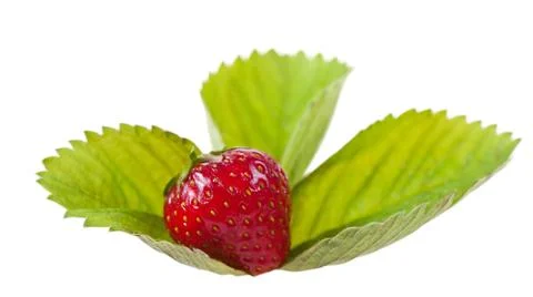 Ripe strawberry fruit lying on leaf on white Stock Photos