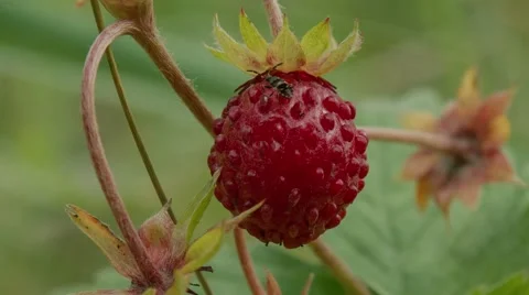 Ripe strawberry, macro Stock Footage 52330948