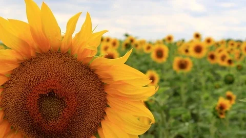 A ripe sunflower, close-up Stock Footage