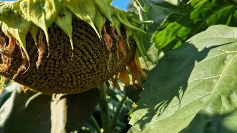 Ripe sunflower in the field Video stock 344816862