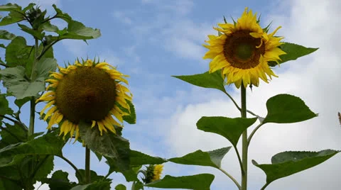 Ripe sunflower head blue cloudy sky Stock Footage 24377931