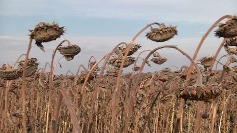 Ripe sunflowers on the field Stock Footage 99672425
