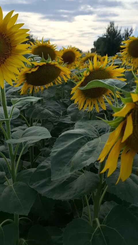 Ripe sunflowers at sunset. Video stock 339728856
