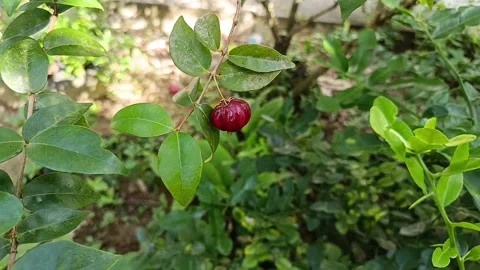 Ripe Surinam Cherry Fruit Hanging on Tree Branch Stock Footage 337740064