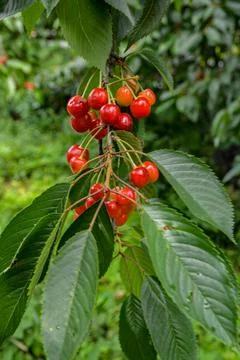 Ripe sweet cherries on the tree Stock Photos