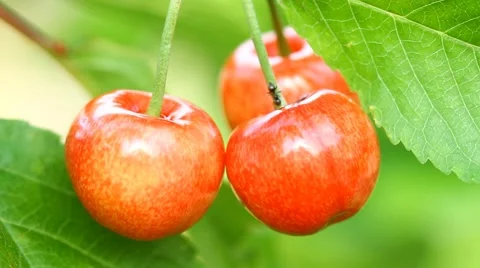 Ripe sweet cherry fruit and ant Stock Footage 56200985