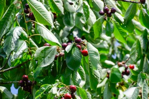Ripe sweet cherry. Stock Photos