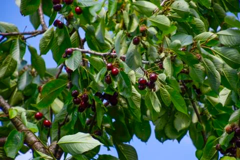 Ripe sweet cherry. Stock Photos