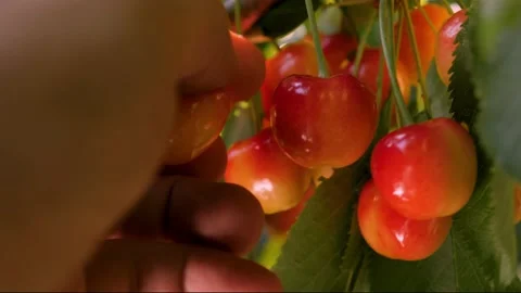 Ripe sweet cherry picking hand closeup. Harvesting fruit tree garden fruit farm Stock Footage 237840762