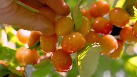 Ripe sweet cherry picking hand closeup. Harvesting fruit tree garden fruit farm Stock Footage 237840957
