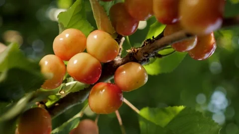 Ripe sweet cherry picking hand closeup. Harvesting fruit tree garden fruit farm Stock Footage 237841578