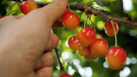 Ripe sweet cherry picking hand closeup. Harvesting fruit tree garden fruit farm Stock Footage 237842211