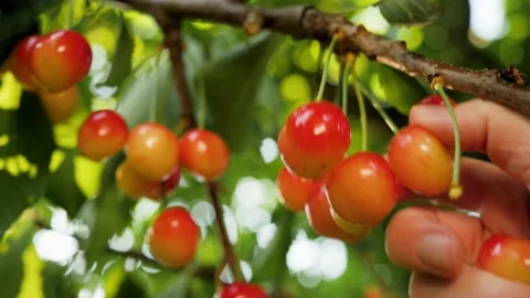 Ripe sweet cherry picking hand closeup. Harvesting fruit tree garden fruit farm Stock Footage 237842900
