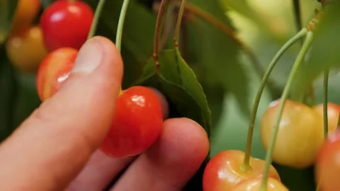 Ripe sweet cherry picking hand closeup. Harvesting fruit tree garden fruit farm Stock Footage 237843305