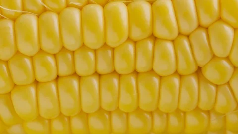 Ripe sweet corn on the cob Stock Footage 121645374
