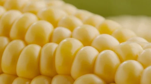 Ripe sweet corn on the cob Stock Footage 121645427