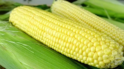 Ripe sweet corn cob for subsequent preparation corn dishes. Stock Footage 157960784