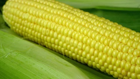 Ripe sweet corn cob for subsequent preparation corn dishes. Stock Footage 157960872
